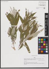 Foto von Salix L.